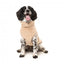 FuzzYard Turtle Teddy 25 Desert Tan Hundepullover (Größe 1)