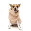 FuzzYard Turtle Teddy 25 Desert Tan Hundepullover (Größe 1)