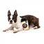 Plüsch-Hundespielzeug FuzzYard Barkrista Puppuccino als Kaffeebecher