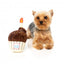 Plüschspielzeug für Hunde FuzzYard Geburtstags-Cupcake mit Quietscher