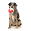 Plüschspielzeug für Hunde FuzzYard Cupcake You're Pawsome mit Quietscher