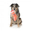Weihnachts-Plüschspielzeug für Hunde FuzzYard Bacon-ing Xmas