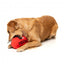 Plüschspielzeug für Hunde FuzzYard Aussie-Football-Ball mit Quietscher