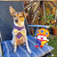 Plüschspielzeug für Hunde FuzzYard Fun Guys Giggles Mushroom mit Quietscher
