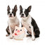 FuzzYard Love Cu-pig Plüschspielzeug für Hunde, Amor-Schweinchen