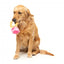 FuzzYard Love Diamond In The Ruff Ring Plüschspielzeug für Hunde, Diamantring