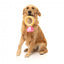 FuzzYard Love Diamond In The Ruff Ring Plüschspielzeug für Hunde, Diamantring