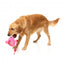 FuzzYard Love Tail Chaser Perfume Plüschspielzeug für Hunde, Parfümflakon
