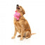 FuzzYard Love Tail Chaser Perfume Plüschspielzeug für Hunde, Parfümflakon