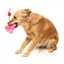 FuzzYard Love Tail Chaser Perfume Plüschspielzeug für Hunde, Parfümflakon
