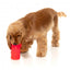 Einfrierbares Schleckspielzeug für Hunde FuzzYard Piña Coolada Freeze
