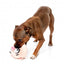 Plüsch-Hundespielzeug FuzzYard Noggins Snoop Hogg mit Quietscher