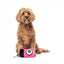Plüschspielzeug für Hunde FuzzYard Y2K Digicam, Digitalkamera