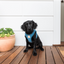 FuzzYard Life Step-in-Hundegeschirr aus Cord, French Blue (Größe XXS)