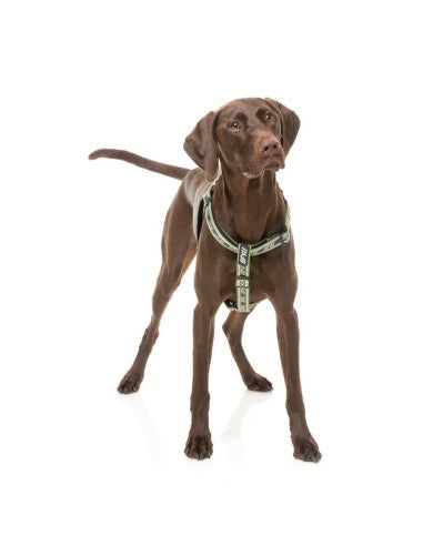 FuzzYard FY Active Strap verstellbares Hundegeschirr, Khaki (Größe XS)