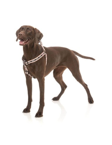 FuzzYard FY Active Strap verstellbares Hundegeschirr, Pfirsich (Größe XS)