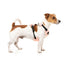 FuzzYard FY Active Go gepolstertes Hundegeschirr, Pfirsich (Größe XS)