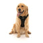 FuzzYard FY Active Go gepolstertes Hundegeschirr, Schwarz (Größe XS)