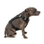 FuzzYard FY Active Go gepolstertes Hundegeschirr, Schwarz (Größe XS)
