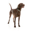 FuzzYard FY Active Neopren-Hundehalsband, Khaki (Größe S)