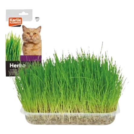 Katzengras, 100 g