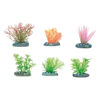 Kleine Aquarienpflanzen sortiert, 5 cm, 6 Stück